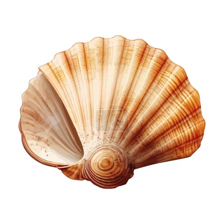 Ilustración de Hermosa concha de mar en espiral sobre blanco - Imagen libre de derechos