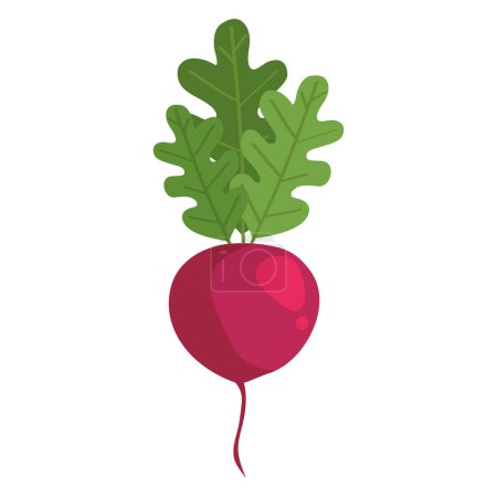 Téléchargez les illustrations : Radis icône de légumes frais isolé - en licence libre de droit
