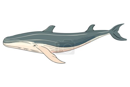 Téléchargez les illustrations : Illustration de baleine à bosse conception isolée - en licence libre de droit