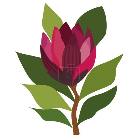 Téléchargez les illustrations : Afrique du Sud roi protea illustration florale - en licence libre de droit