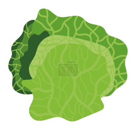Illustration for Fresh lettuce illustration vector isolated - Royalty Free Image