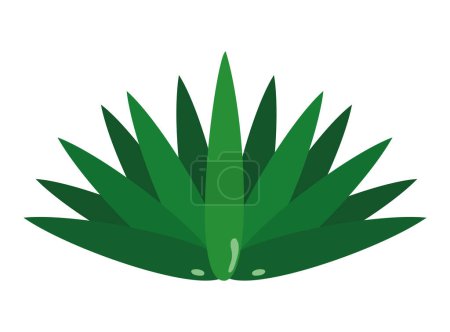 Illustration for Mexico mezcal plant agave illustration isolated - Royalty Free Image
