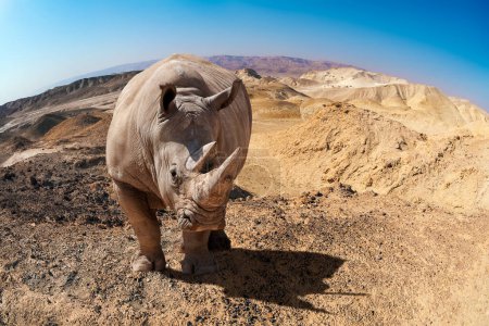 Téléchargez les photos : Grand rhinocéros dans le désert. - en image libre de droit