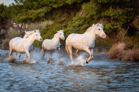 Téléchargez les photos : Troupeau de chevaux blancs courant dans l'eau. Photo prise en Camargue, France. - en image libre de droit