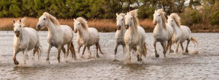 Des chevaux blancs galopent dans l'eau dans toute la mer en Camargue, France.