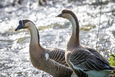 Photo for A couple of geese are walking in freedom towards a river - Royalty Free Image