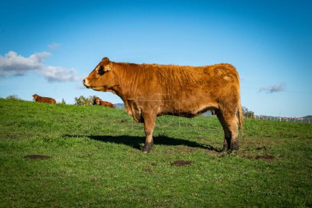 Téléchargez les photos : Agriculture situation with a beautiful female cow in the countryside - en image libre de droit