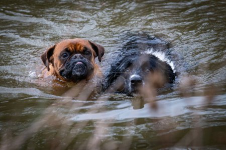 Téléchargez les photos : Two faces of funny dogs in the water? They are swiming in a lake - en image libre de droit