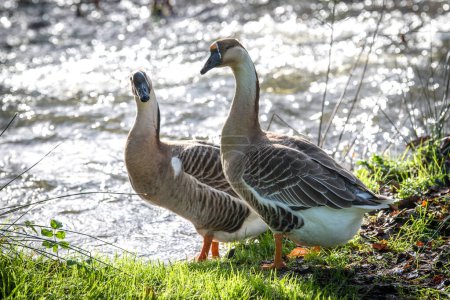 Téléchargez les photos : A couple of geese are walking in freedom towards a river - en image libre de droit