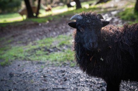Foto de Beautiful little black sheep from Brittany - Imagen libre de derechos
