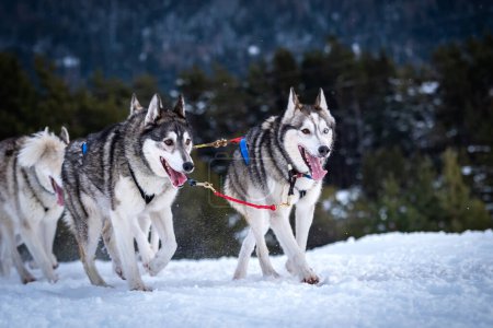 Foto de Equipo de perros deportivos está corriendo en la nieve - Imagen libre de derechos