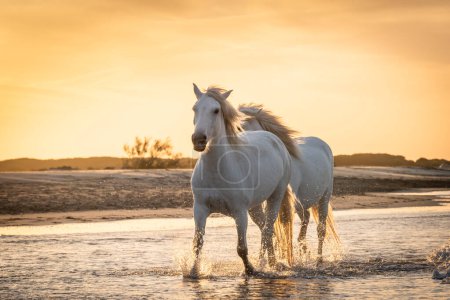 Téléchargez les photos : Des chevaux blancs marchent dans l'eau sur toute la mer en Camargue, France. - en image libre de droit