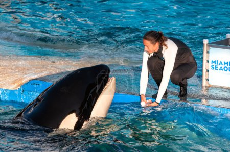 Photo for MIAMI US - JANUARY 24, 2014 : Lolita, the killer whale at the Miami Seaquarium. Founded in 1955, the oldest oceanarium in the United States, the facility receives over 500,000 visitors annually - Royalty Free Image