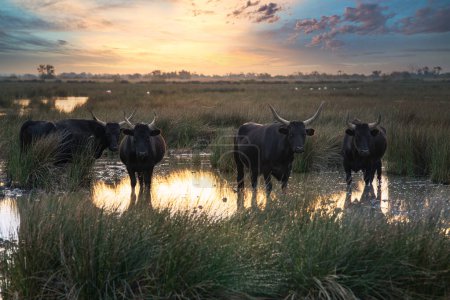 Téléchargez les photos : Groupe de taureaux au soleil de Camargue, France - en image libre de droit