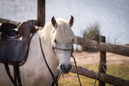 Photo for A white horse camargue race is in his ranch. France - Royalty Free Image