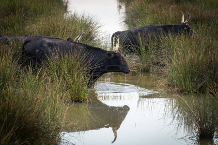 Téléchargez les photos : Des taureaux en Camargue traversent le fleuve, en France - en image libre de droit