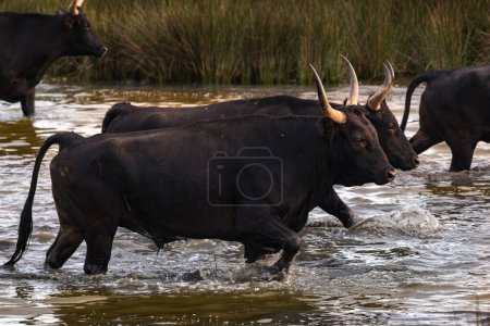 Téléchargez les photos : Des taureaux en Camargue traversent le fleuve, en France - en image libre de droit