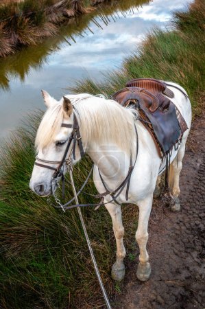 Téléchargez les photos : Une course de chevaux camargueux blancs est dans son ranch. France - en image libre de droit
