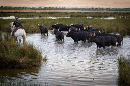 Téléchargez les photos : Cowboy portant une longue tige de bétail près d'un troupeau de taureaux, Camargue, France - en image libre de droit