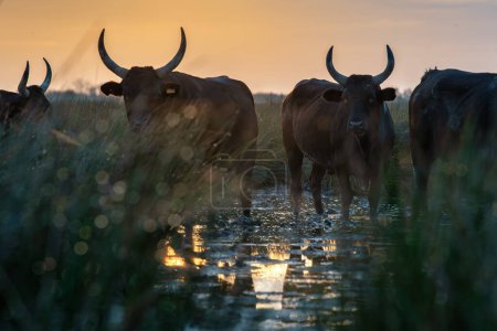 Téléchargez les photos : Groupe de taureaux au soleil de Camargue, France - en image libre de droit