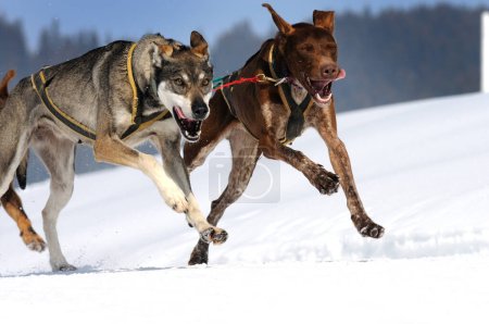Téléchargez les photos : Traîneau à chiens sur la neige prêt pour la compétition - en image libre de droit