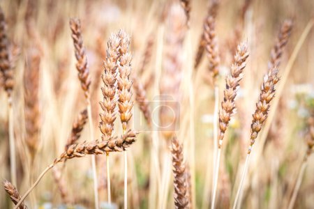 Photo for Category of ancien variety of Wheat in the countryside - Royalty Free Image