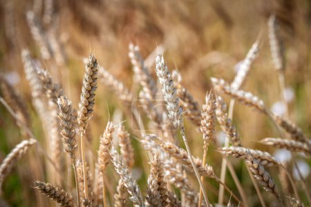 Photo for Category of ancien variety of Wheat in the countryside - Royalty Free Image