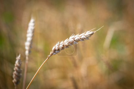 Téléchargez les photos : Catégorie de l'ancienne variété de blé à la campagne - en image libre de droit