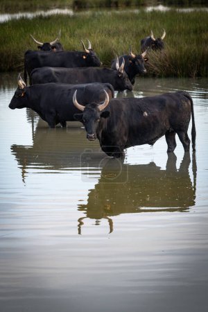 Téléchargez les photos : Troupeau de taureaux, Camargue, France - en image libre de droit