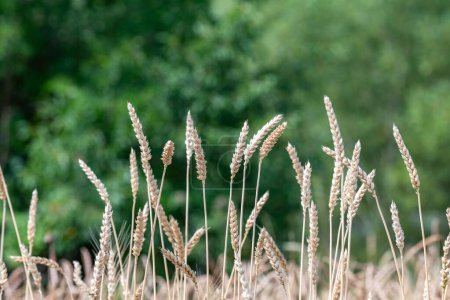 Foto de Categoría de variedad antigua de trigo en el campo - Imagen libre de derechos