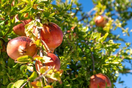 Téléchargez les photos : Beau fruit de grenade frais et mûr sur un arbre dans un verger luxuriant - en image libre de droit