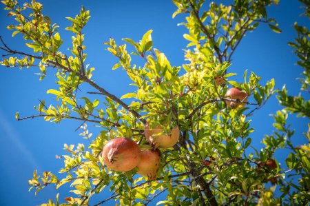 Téléchargez les photos : Beau fruit de grenade frais et mûr sur un arbre dans un verger luxuriant - en image libre de droit