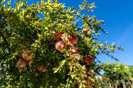 Photo for Beautiful fresh and ripe pomegranate fruit on a tree in a lush orchard - Royalty Free Image