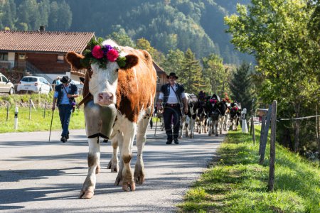 Photo for Farmers with a herd of cows on the annual transhumance at Charmey near Gruyeres, Fribourg zone on the Swiss alps - Royalty Free Image