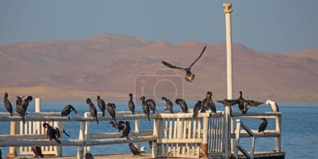 Foto de Cormorant birds flock in Paracas reserve, Ica, Peru - Imagen libre de derechos