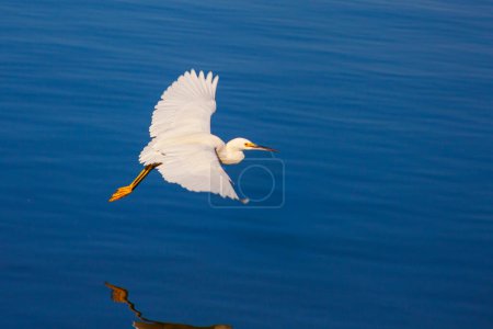 Foto de White heron in flight over water in Paracas, Ica, Peru - Imagen libre de derechos