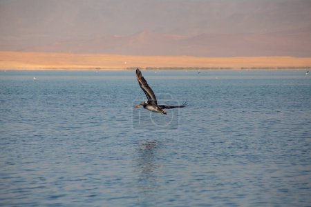 Foto de Pelican in flight in Paracas, Ica, Peru - Imagen libre de derechos