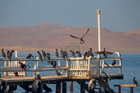 Foto de Cormorant birds flock in Paracas reserve, Ica, Peru - Imagen libre de derechos
