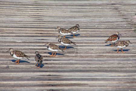 Photo for Sandpiper birds flock in Paracas national reserve, Peru - Royalty Free Image