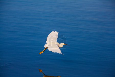 Foto de White heron in flight over water in Paracas, Ica, Peru - Imagen libre de derechos