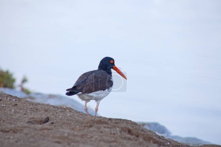 Photo for Oystercatcher bird in Paracas national reserve, Peru - Royalty Free Image