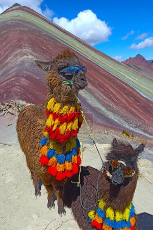 Foto de Divertida Alpaca, Lama pacos, cerca de la montaña Vinicunca, famoso destino en Andes, Perú - Imagen libre de derechos