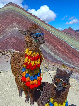 Foto de Divertida Alpaca, Lama pacos, cerca de la montaña Vinicunca, famoso destino en Andes, Perú - Imagen libre de derechos