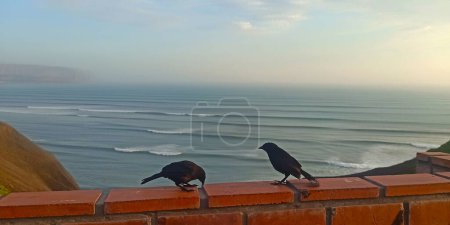 Photo for Scrub blackbird on the costa verde , ocean view in Lima , Peru - Royalty Free Image
