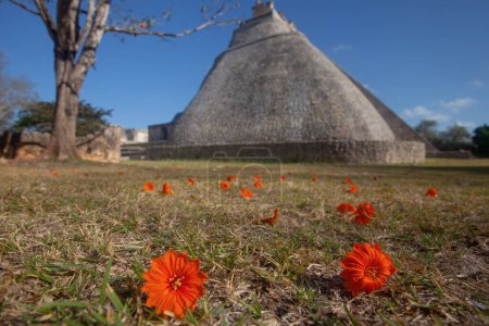 Photo for Uxmal pyramid of the Magician and  Kou Corida orange flowers on the ground, Yucatan, Mexico - Royalty Free Image