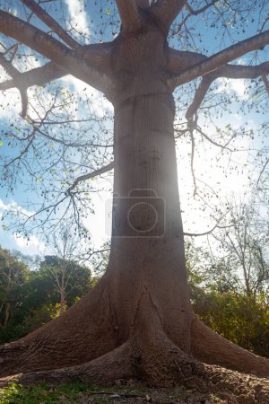 Téléchargez les photos : Amazing tree crown and roots   taken in Uxmal, Yucatan, Mexico - en image libre de droit