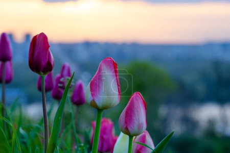 Téléchargez les photos : Parterre de tulipes dans le parc slavu, Kiev - en image libre de droit