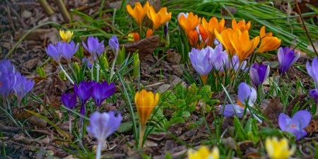 Photo for Violet and yellow colourful  crocus flowers in early spring - Royalty Free Image
