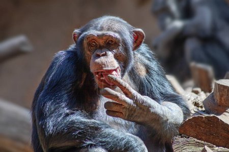 Photo for Cute chimpanzee monkey close up taken in park in  Tenerife, Spain - Royalty Free Image
