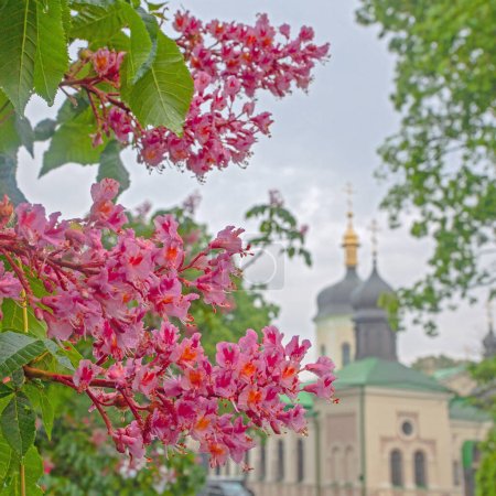 Blossoming pink chestnut tree and church in Kyiv botanical garden